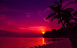 Обои море, солнце, песок, пальмы, пляж, берег, небо, закат