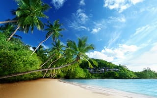 Картинка тропики, пальмы, пляж, море, 