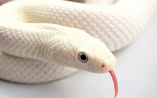 Картинка змей, альбинос, язык