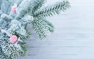 Картинка зима, снег, winter, snow, елка, fir tree, мороз, ветки