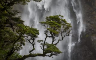 Картинка дерево, Новая Зеландия, Кентербери, New Zealand, водопад, сосна, Canterbury, Arthur's Pass National Park, Национальный парк Артурс-Пасс, Devils Punchbowl Waterfall