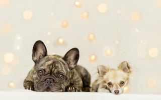 Картинка взгляд, Чихуахуа, две собаки, парочка, Французский бульдог