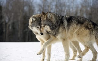 Картинка волки, забавные, Два волка, играются, снег