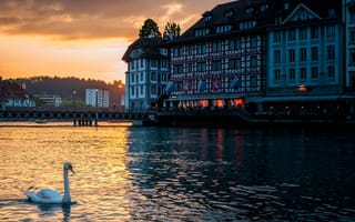 Картинка Швейцария, Lucerne, лебедь