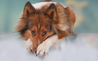 Картинка собака, морда, лапы, Шелти, взгляд, Шетландская овчарка