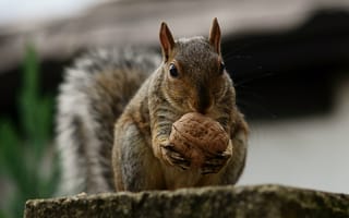 Картинка белка, орехи, белочка, грызун