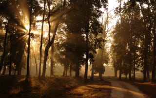 Обои утро, природа, дорога, окраина, лес, лучи, свет, солнце