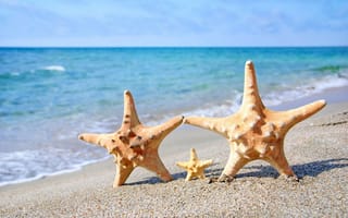 Картинка starfish, морская звезда, sea, beach, море, summer, sand, песок, пляж