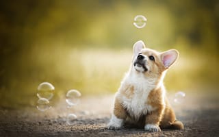 Картинка боке, пёсик, щенок, малыш, Вельш-корги, мыльные пузыри