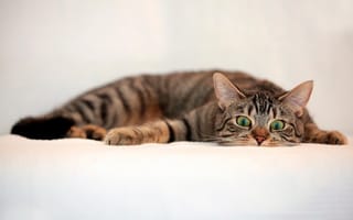 Картинка кот, полосатый, взгляд