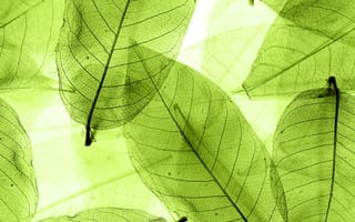 Картинка leaves, macro, green, листья, abstract, transparent
