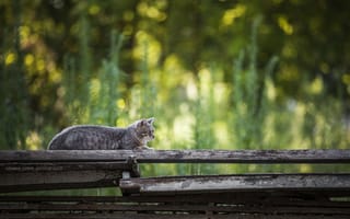 Картинка боке, полосатый кот, на заборе