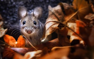 Картинка осень, листва, мышка