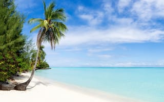 Картинка море, пляж, природа, берег, тропики, пальма