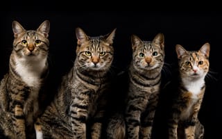 Картинка кошки, полосатые, серые, четверо, темный фон, коты