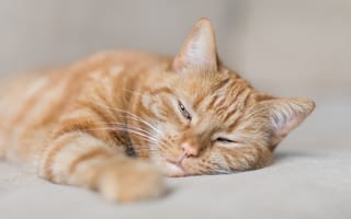 Картинка кошка, отдых, рыжий кот, мордочка