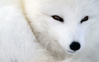 Картинка лиса, зверёк, животные, мордочка, взгляд, песец, мех, шерсть, полярная лисица, глаза, нос