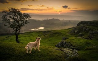 Картинка grass, dog, contemplation, orange sky, tree, lake, sunset
