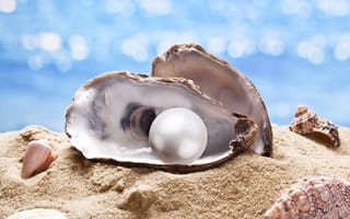 Картинка жемчуг, ракушки, морская звезда, sunshine, sea, beach, seashell, sand
