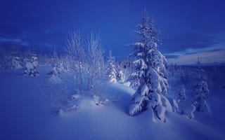 Картинка деревья, ели, вечер, Норвегия, зима, природа, снег