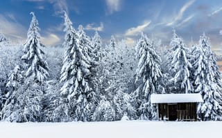 Картинка лес, домик, Thuringia, Тюрингия, Германия, снег, хижина, Шмалькальден-Майнинген, ели, Germany, зима, Schmalkalden-Meiningen