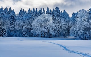 Картинка зима, Швейцария, Switzerland, Provence, тропинка, Прованс, лес, снег, деревья, сугробы