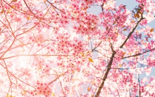 Картинка цветы, природа, цветение, Сакура, дерево