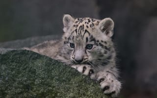 Картинка снежный леопард, снежный барс, котёнок, детёныш, камень, ирбис