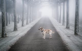 Картинка друг, одиночество, туман, дорога, собака