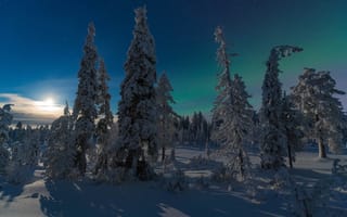 Картинка зима, лес, Kuusamo, Финляндия