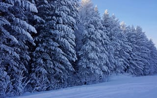 Обои зима, елки, деревья, лес, природа, мороз, снег