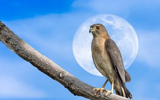 Картинка птица, ветка, луна