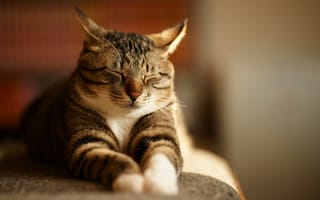 Картинка Кот, спит, серый, полосатый