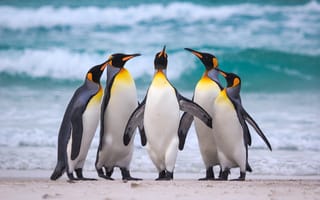 Картинка море, Королевские пингвины, пляж, океан, стая