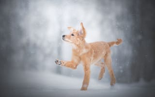 Картинка зима, пёсик, щенок, снег, лапа