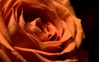 Картинка роза, цветок