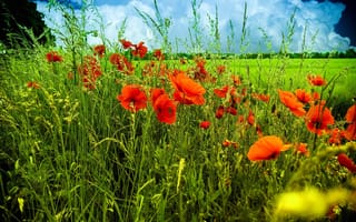 Картинка трава, тучи, маки, луг, цветы, поле, небо