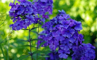 Обои лето, природа, многолетники, синий цвет, флора, флоксы, красота, ультрамариновый цвет, множество, растения