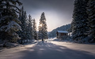 Картинка природа, утро, зима, лес