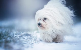 Картинка снег, Гаванский бишон, собака, лохматая