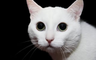 Картинка глаза, кот, мордашка
