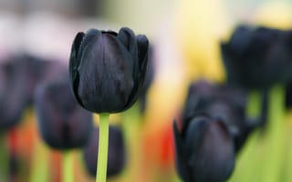 Картинка чёрный тюльпан, макро