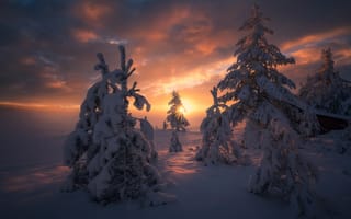 Обои зима, природа, солнце, лес, снег