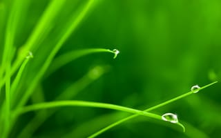Картинка трава, вода, макро, капли, зелень
