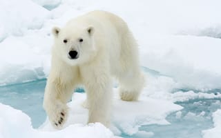 Обои зима, белый медведь, шерсть, природа, снег, вода, морда, лёд