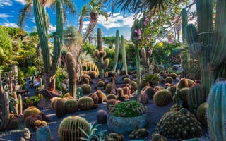 Картинка зелень, небо, солнце, кактус, деревья, сад, цветы, облака