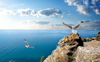 Картинка чайки, скалы, облака, Чёрное море, Крым
