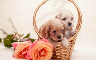 Обои dogs, щенки, roses, flowers, собачки, розы, цветы, basket, корзинка, puppies