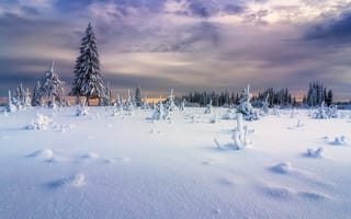 Картинка зима, снег, пушистые ели, ёлки, Урал