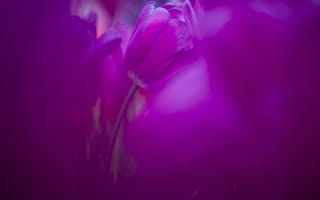 Картинка тюльпаны, размытость, тюльпан, сиренево-розовые